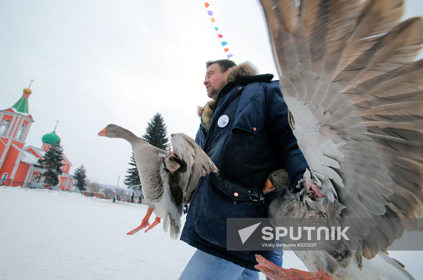Goose fights in Tula Region
