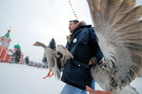 Goose fights in Tula Region