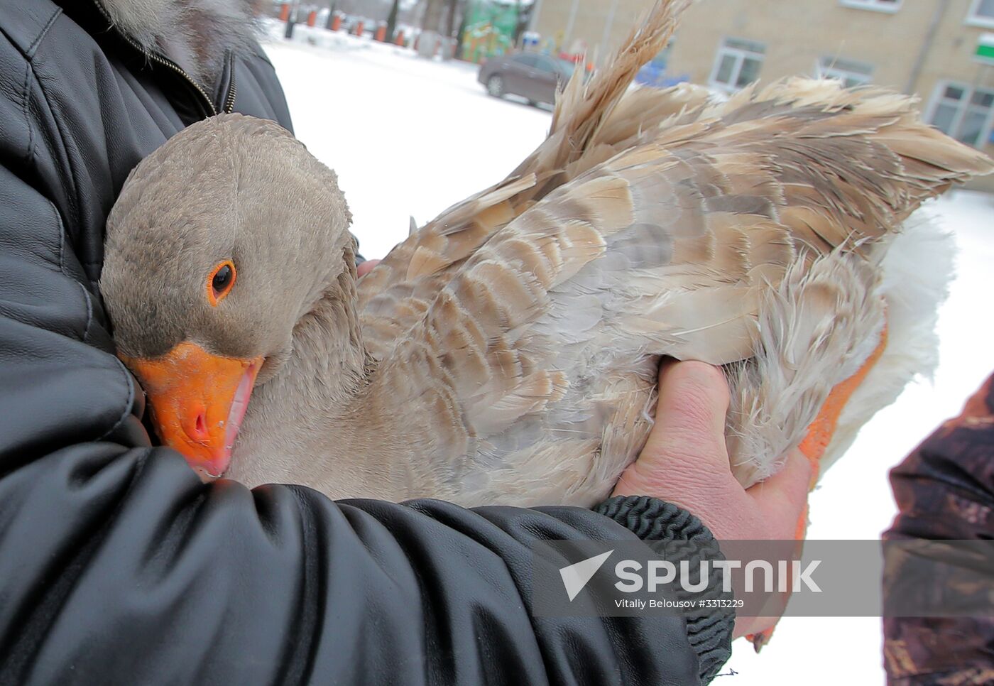 Goose fights in Tula Region