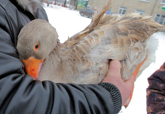 Goose fights in Tula Region