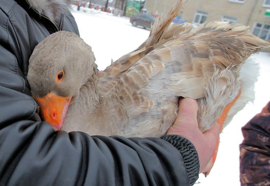 Goose fights in Tula Region
