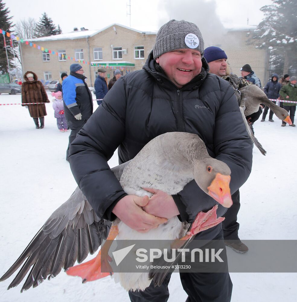 Goose fights in Tula Region