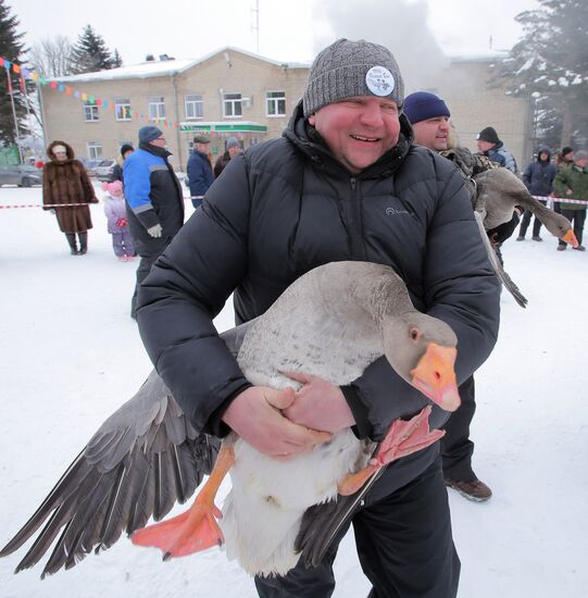 Goose fights in Tula Region
