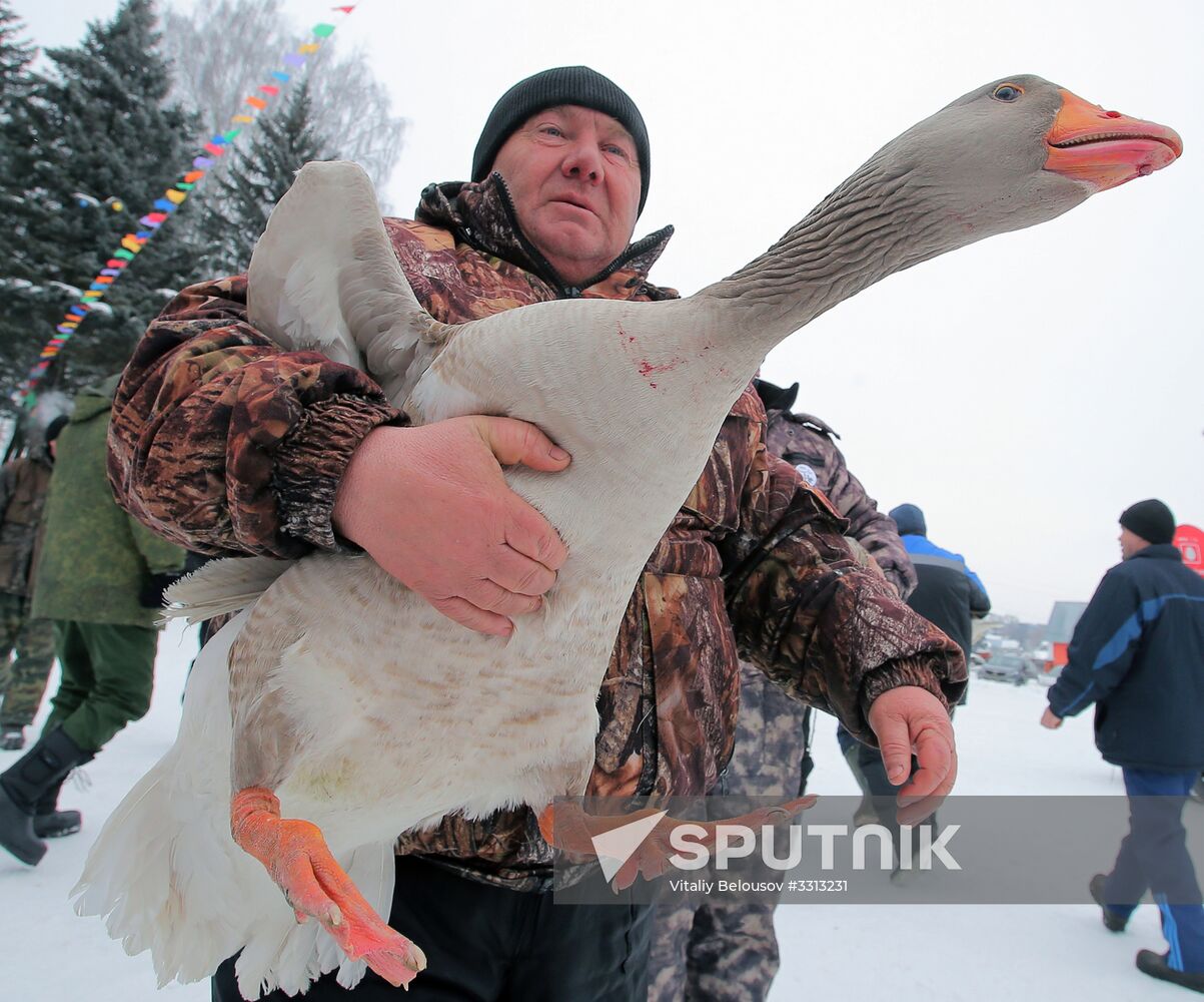 Goose fights in Tula Region