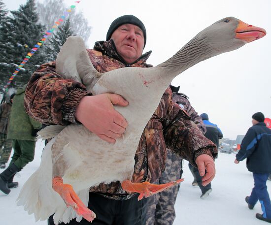 Goose fights in Tula Region