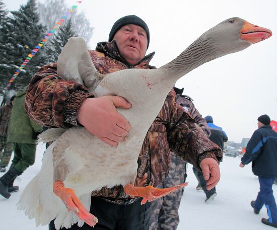 Goose fights in Tula Region