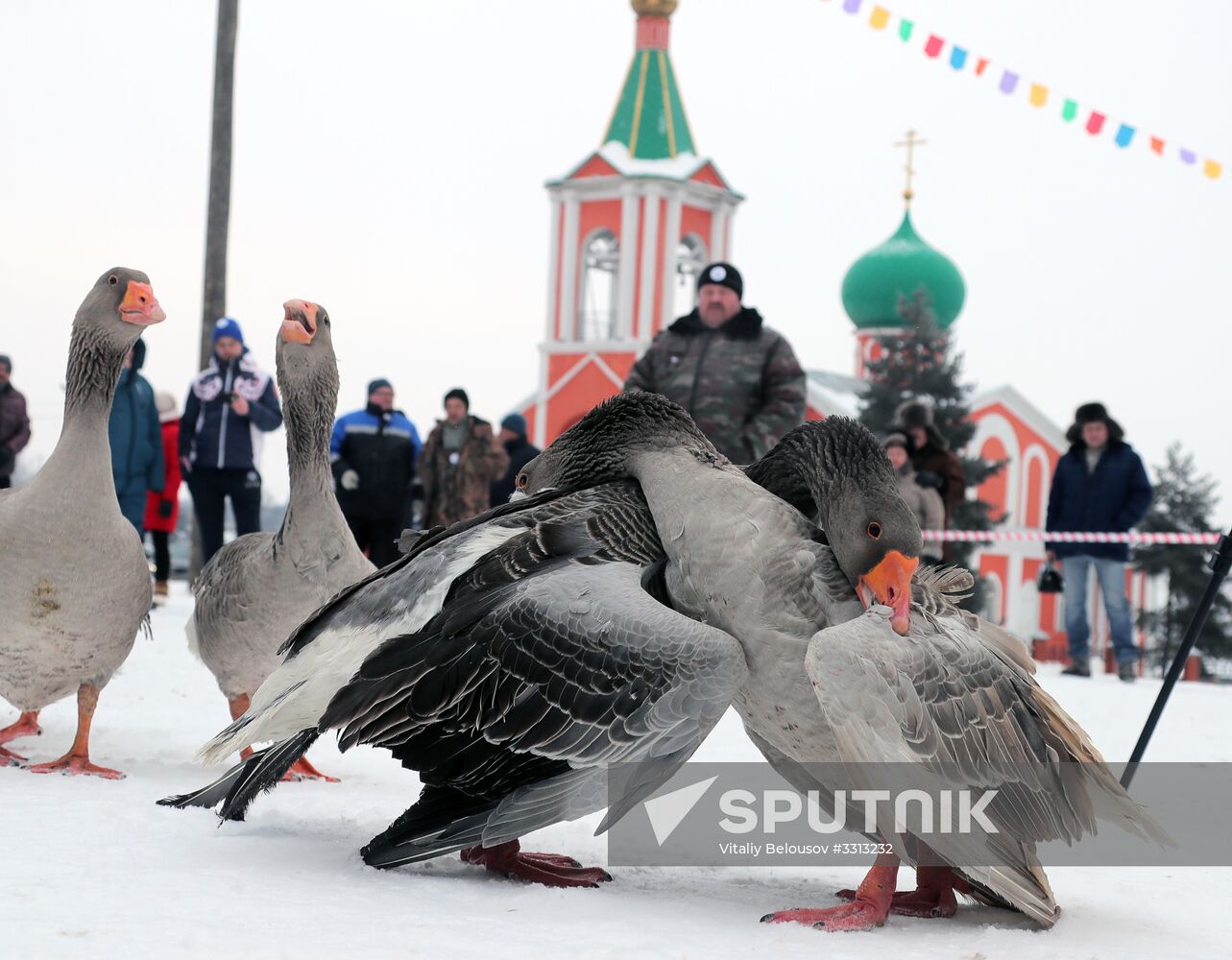 Goose fights in Tula Region