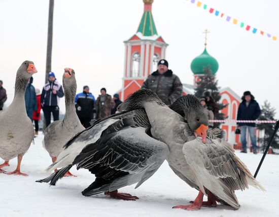 Goose fights in Tula Region