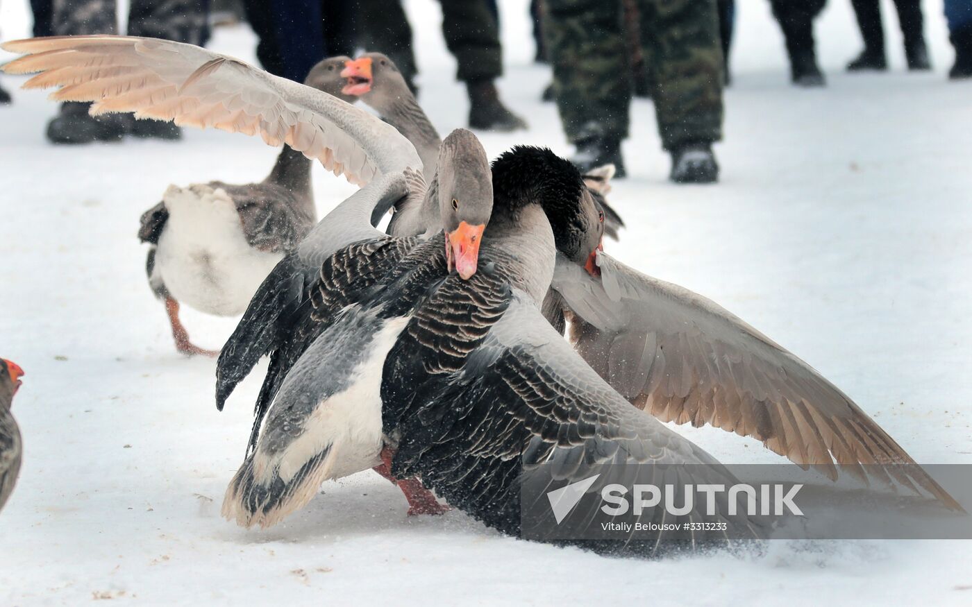 Goose fights in Tula Region