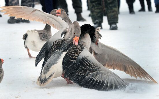 Goose fights in Tula Region