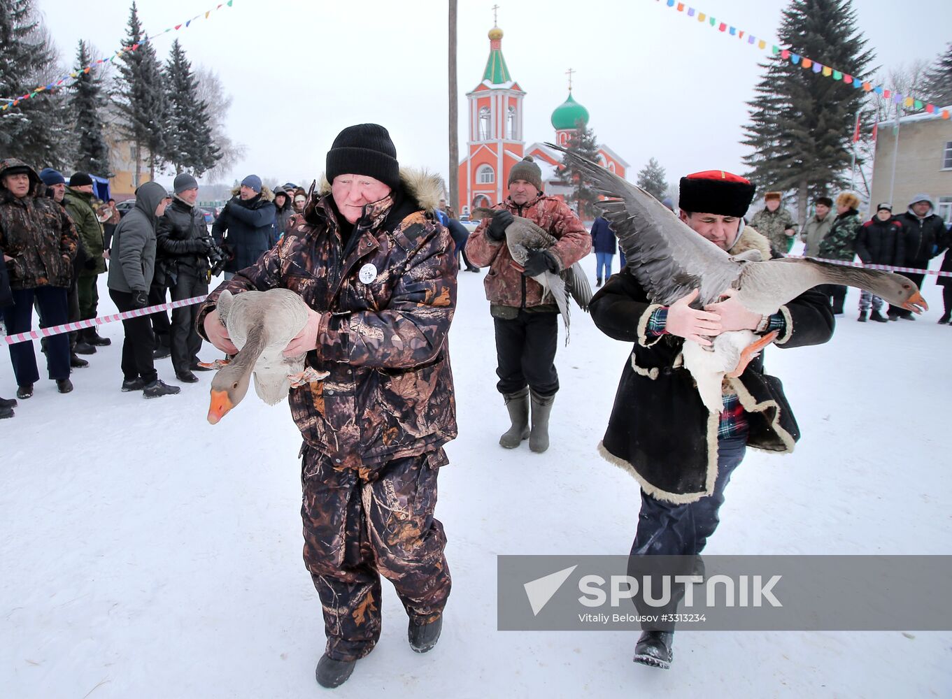 Goose fights in Tula Region