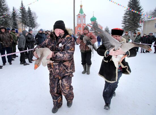 Goose fights in Tula Region