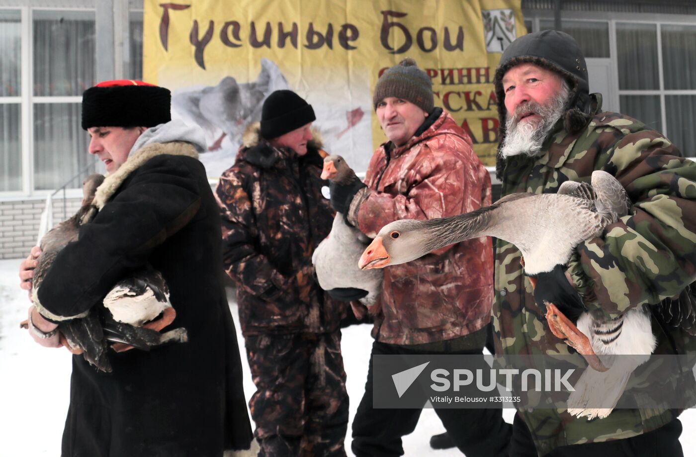 Goose fights in Tula Region