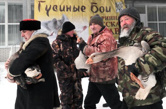 Goose fights in Tula Region
