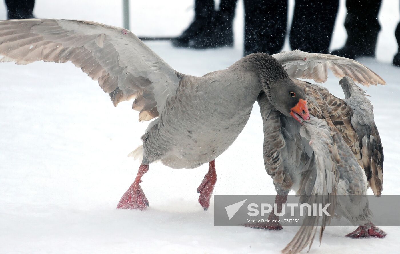 Goose fights in Tula Region