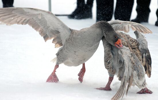 Goose fights in Tula Region