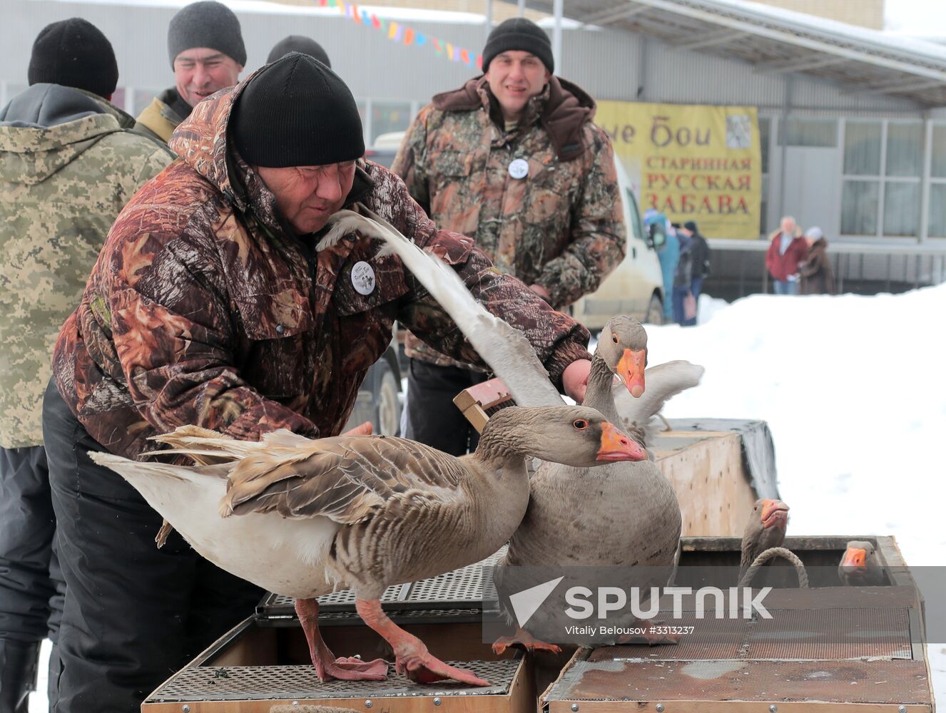 Goose fights in Tula Region