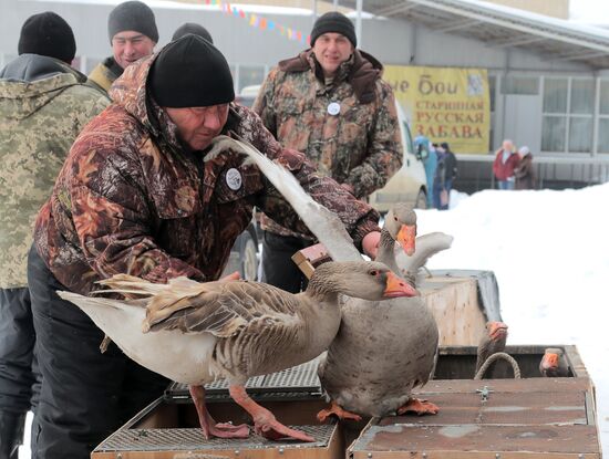 Goose fights in Tula Region