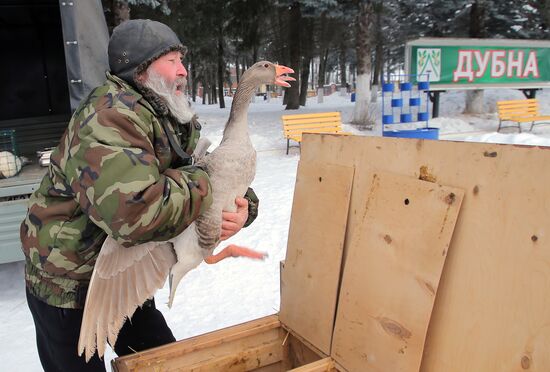 Goose fights in Tula Region
