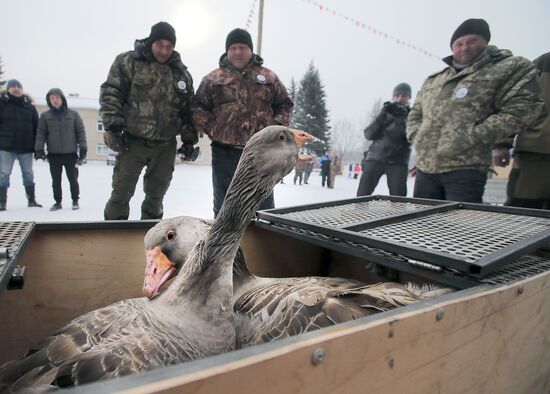 Goose fights in Tula Region