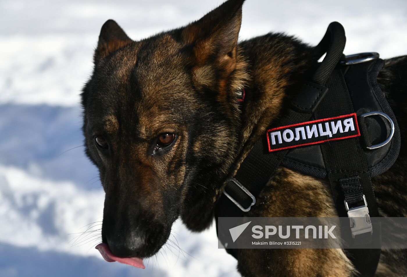 Interior Ministry's dog training center in Moscow