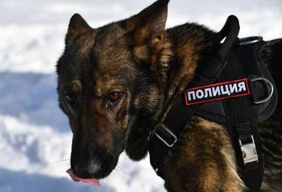 Interior Ministry's dog training center in Moscow