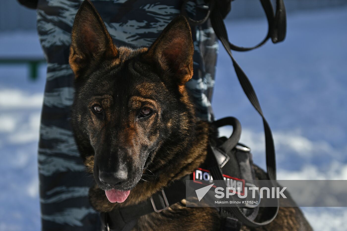 Interior Ministry's dog training center in Moscow