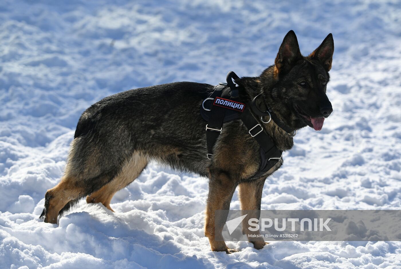 Interior Ministry's dog training center in Moscow
