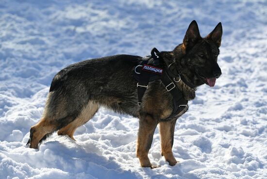 Interior Ministry's dog training center in Moscow