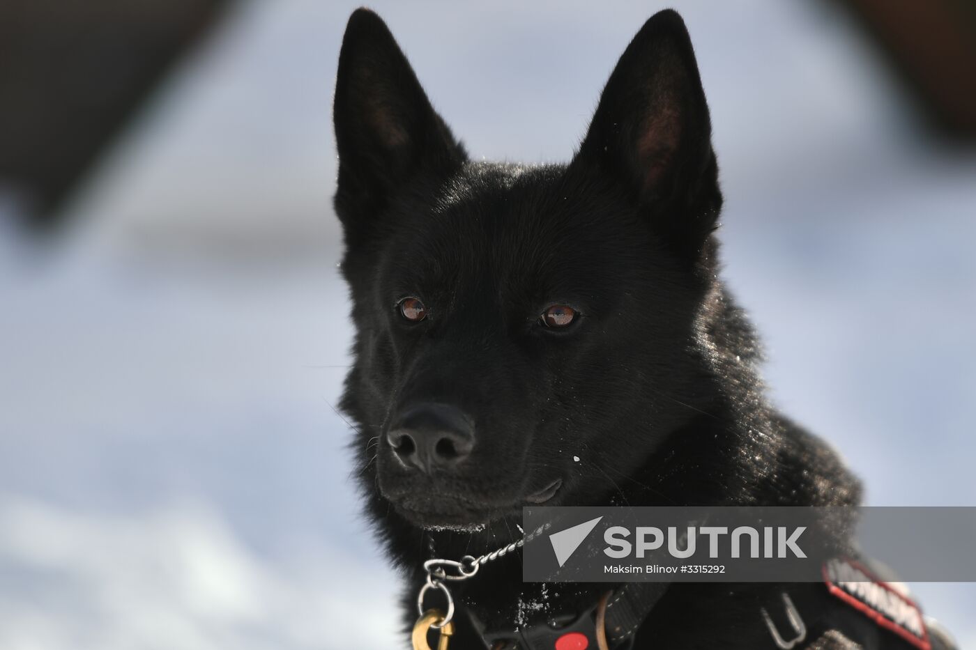 Interior Ministry's dog training center in Moscow