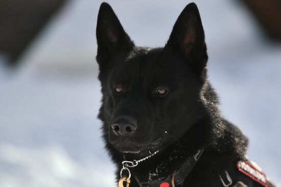 Interior Ministry's dog training center in Moscow