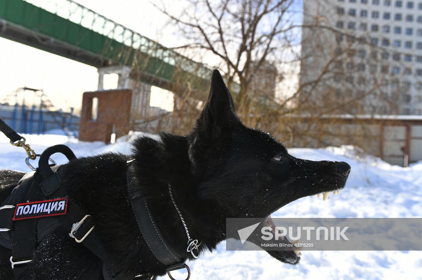 Interior Ministry's dog training center in Moscow