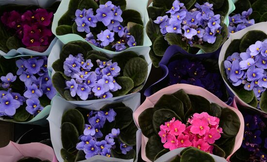 Preparation for International Women's Day in Russian cities