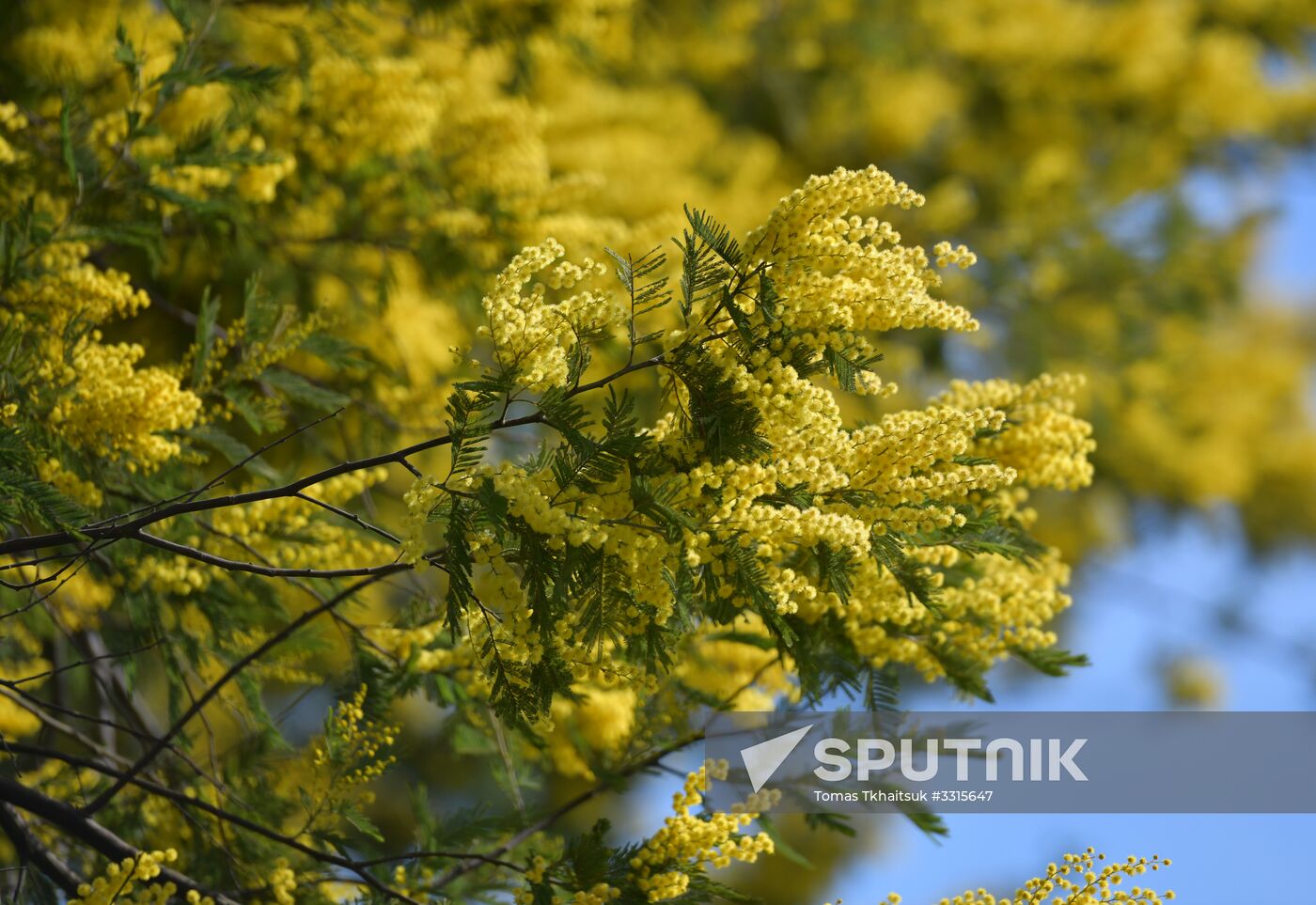 Blooming mimosa in Abkhazia