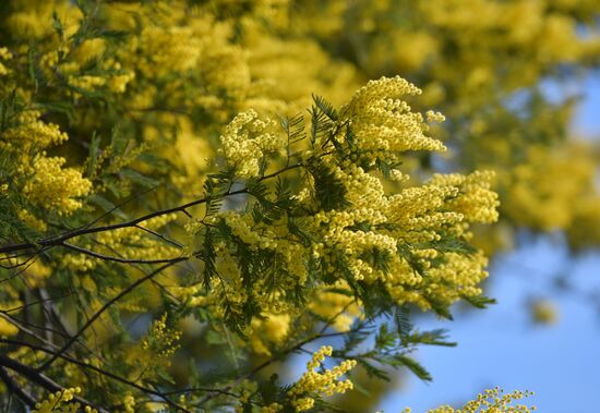 Blooming mimosa in Abkhazia