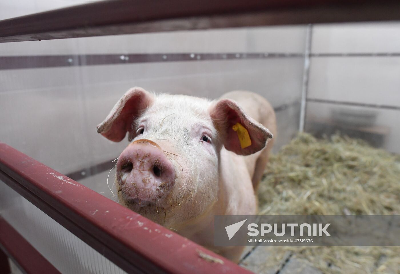 Russian surgical robot performs test surgery on swine in Penza