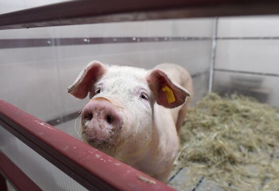 Russian surgical robot performs test surgery on swine in Penza