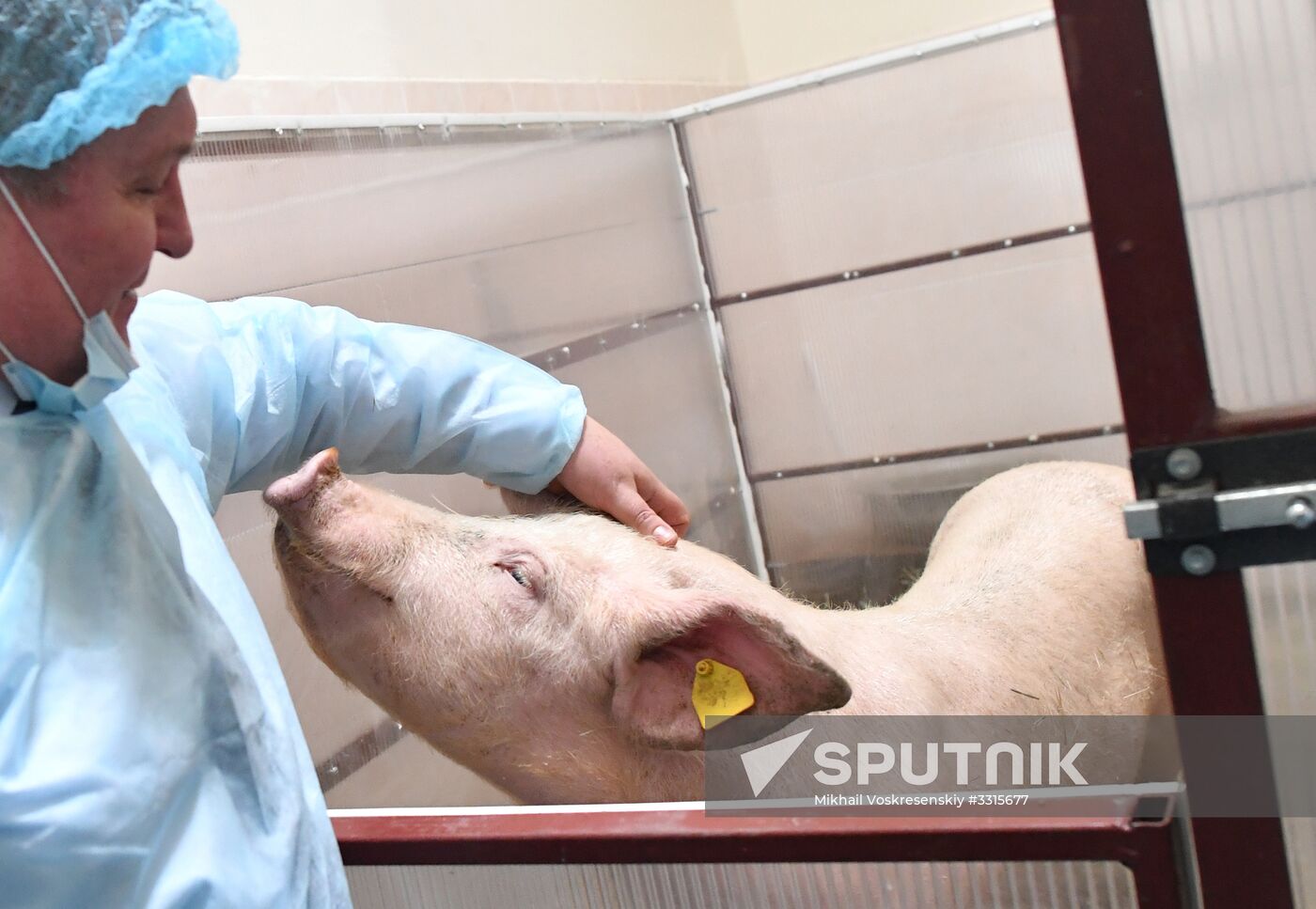 Russian surgical robot performs test surgery on swine in Penza