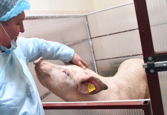 Russian surgical robot performs test surgery on swine in Penza
