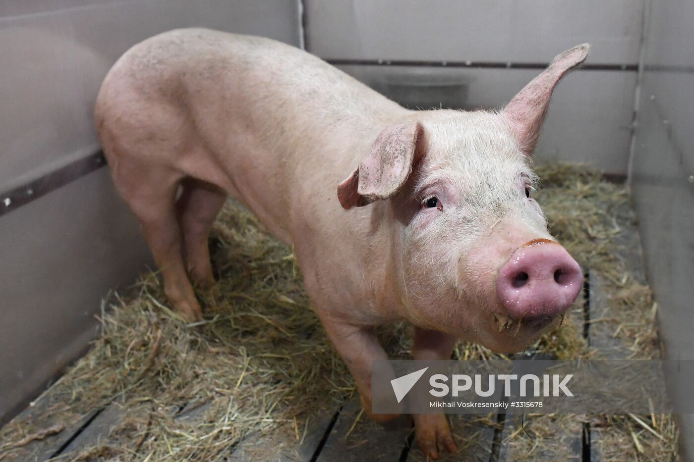 Russian surgical robot performs test surgery on swine in Penza