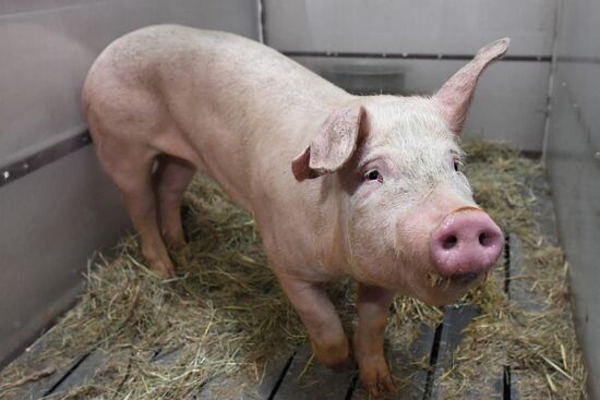 Russian surgical robot performs test surgery on swine in Penza