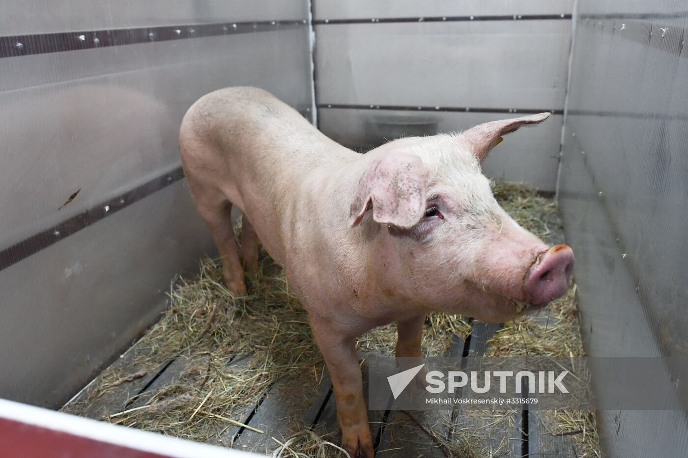 Russian surgical robot performs test surgery on swine in Penza
