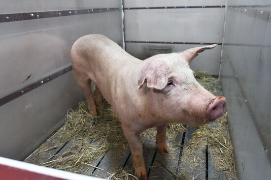 Russian surgical robot performs test surgery on swine in Penza