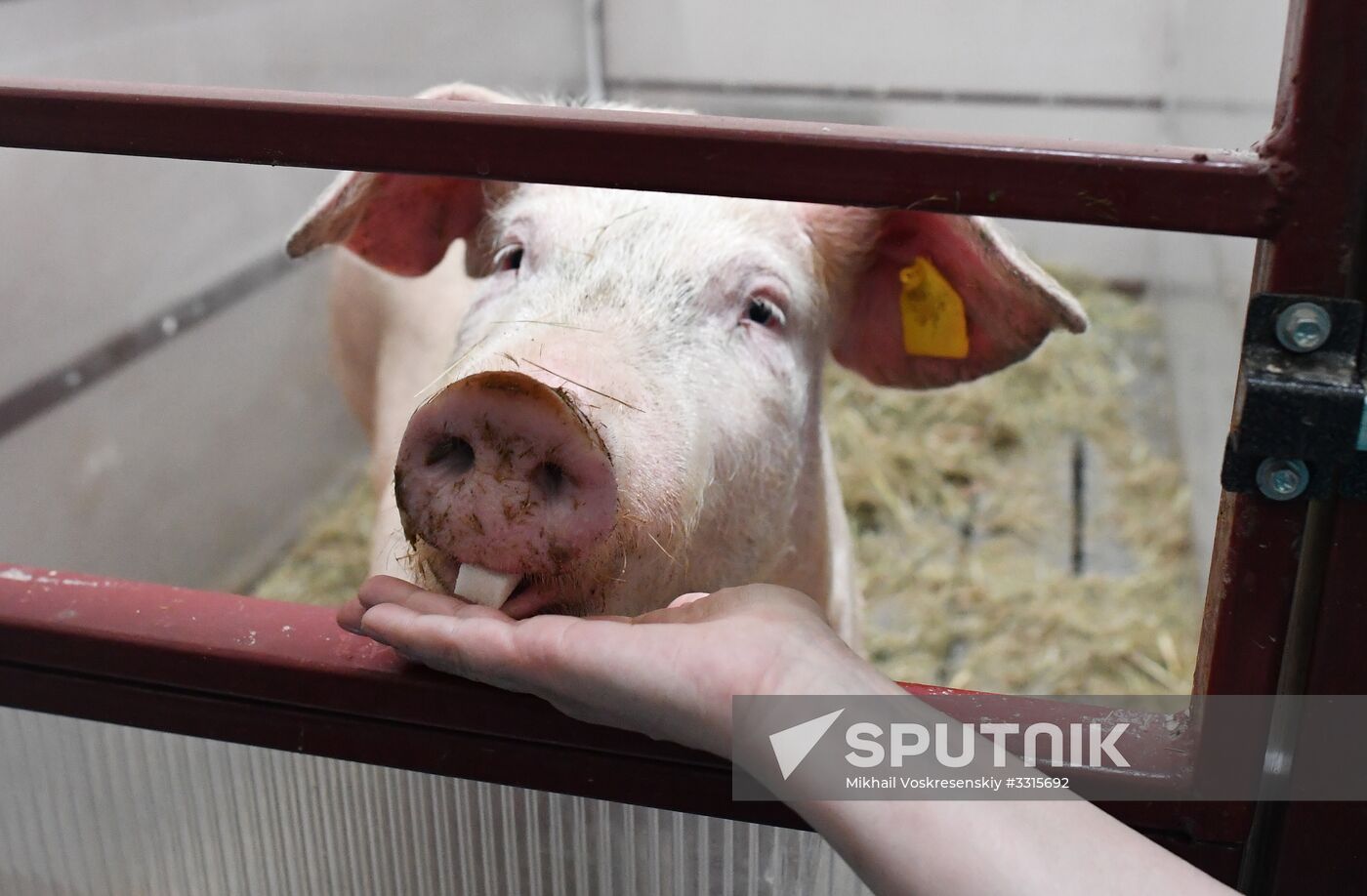 Russian surgical robot performs test surgery on swine in Penza