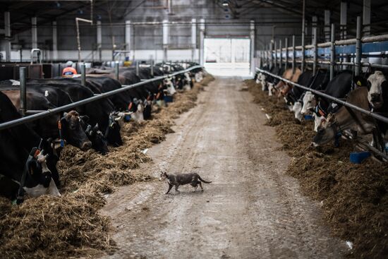 AgriVolga agricultural holding in Yaroslavl Region