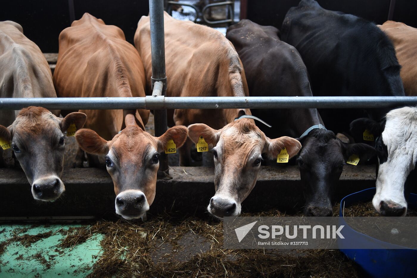 AgriVolga agricultural holding in Yaroslavl Region