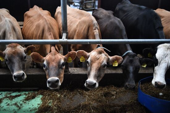 AgriVolga agricultural holding in Yaroslavl Region