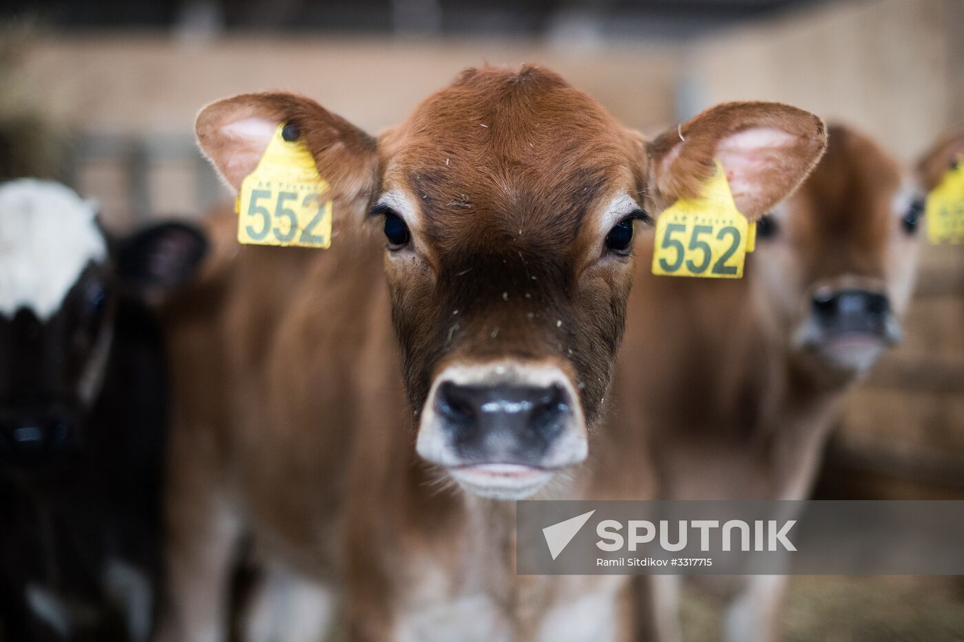 AgriVolga agricultural holding in Yaroslavl Region