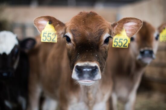 AgriVolga agricultural holding in Yaroslavl Region