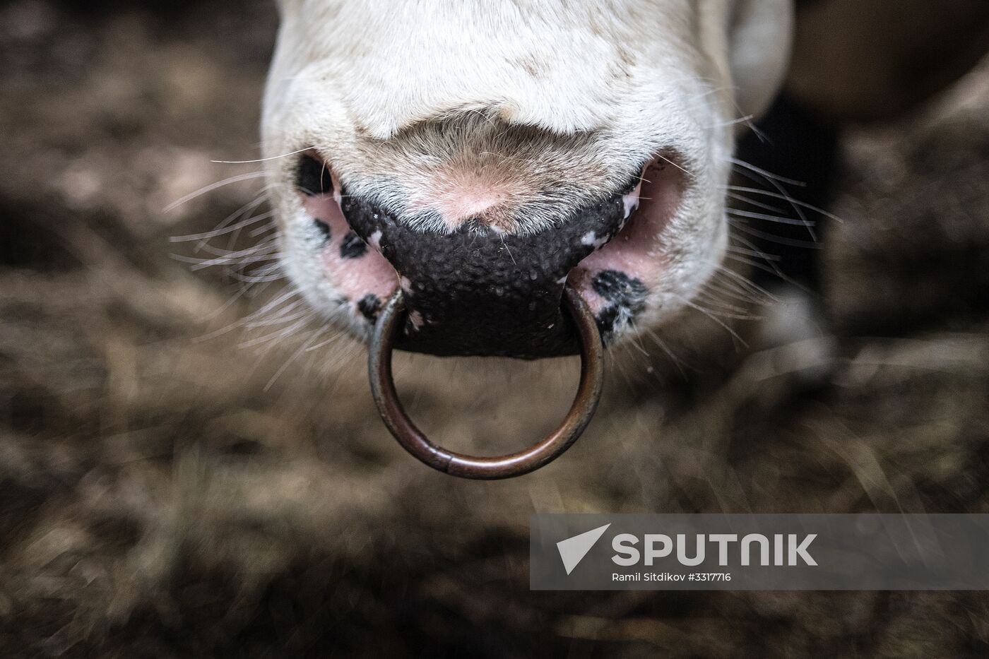 AgriVolga agricultural holding in Yaroslavl Region